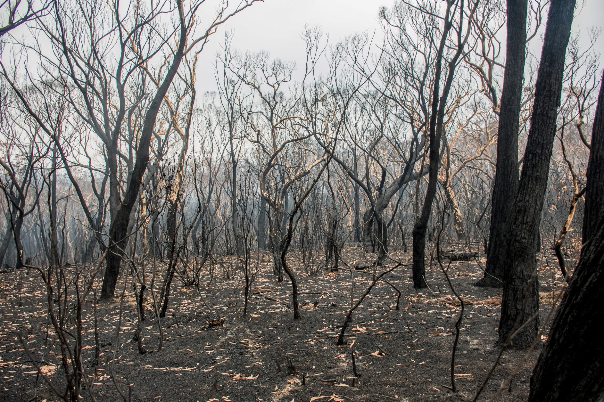 New study examines the major causes of Black Summer bushfires, issuing ...